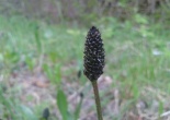 Flowerhead of Ribwort Plantain prior to the appearance of white stamens.