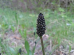 Flowerhead of Ribwort Plantain prior to the appearance of white stamens.